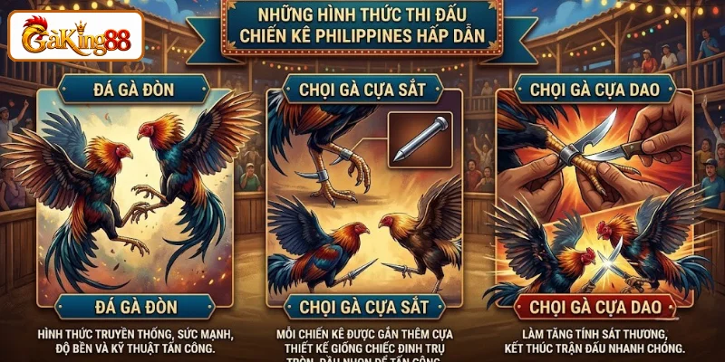 Đá Gà Philippines - Luật Chơi Chuẩn, Hình Thức Thi Đấu Trên GAKING88 3 Đa dạng hình thức thi đấu chọi gà Philippines