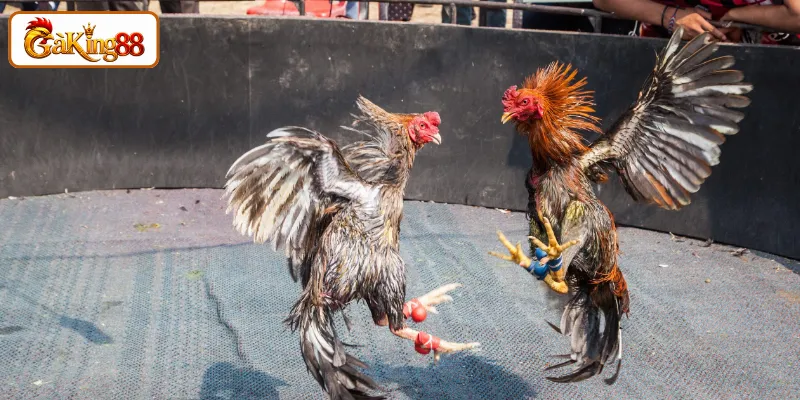 Đá gà cựa sắt - Sức mạnh thể chất và sự chuẩn xác