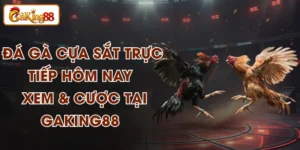 Đá Gà Cựa Sắt Trực Tiếp Hôm Nay – Xem & Cược Tại GAKING88