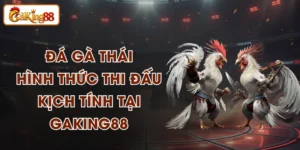 Đá Gà Thái Trực Tiếp – Xem & Cược Gà Chọi Thái Lan Tại GAKING88
