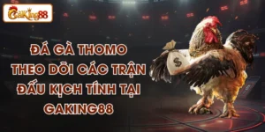 Đá Gà Thomo - Theo Dõi Các Trận Đấu Kịch Tính Tại GAKING88