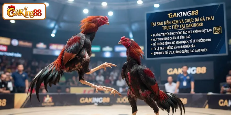 Đá Gà Thái Trực Tiếp – Xem & Cược Gà Chọi Thái Lan Tại GAKING88 2 Những yếu tố làm nên sức hút của đá gà Thái