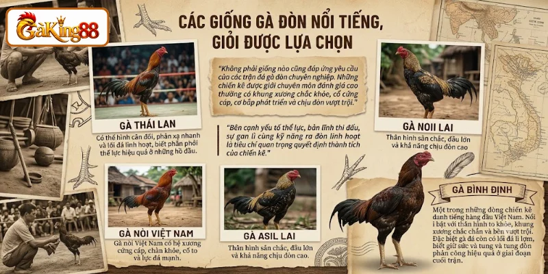 Đá Gà Đòn Tại GAKING88 - Nét Đặc Sắc Trong Thế Giới Gà Chiến 3 Theo dõi giống đá gà đòn được sư kê tin tưởng