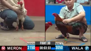 Full clip đá gà trực tiếp CPC2 Thomo ngày 25-09-2026