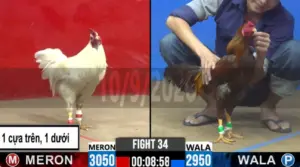 Full clip đá gà trực tiếp CPC2 Thomo ngày 11/09/2026