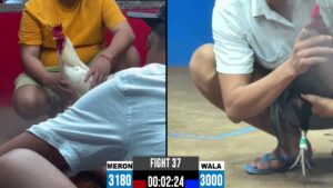 Full clip đá gà trực tiếp CPC2 Thomo ngày 23/10/2026